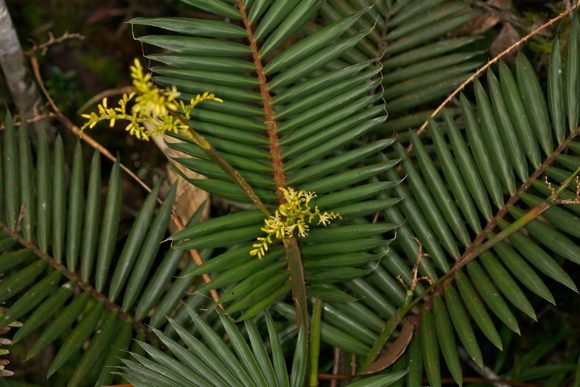 Calamus_gibbsianus